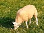 Te koop: Texelse rammen, Dieren en Toebehoren, Schapen, Geiten en Varkens, Mannelijk, Schaap, 0 tot 2 jaar