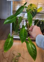 Syngonium auritum "bunny ears", Ophalen of Verzenden, Halfschaduw, Minder dan 100 cm