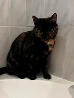 Lieve schildpad poes zoekt een nieuw huisje., Dieren en Toebehoren, Poes, Ontwormd, 3 tot 5 jaar