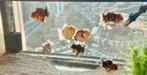 Baby Short Tail Oranda fancy goldfish, Vis