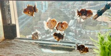 Baby Short Tail Oranda fancy goldfish beschikbaar voor biedingen