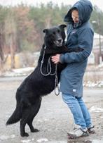 Help Pets Adoptie Herders Hond Linda en Ilya uit Oekraine, Dieren en Toebehoren, Honden | Niet-rashonden, Particulier, Rabiës (hondsdolheid)