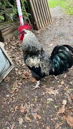 Mooie haan 1 jaar oud, Dieren en Toebehoren, Pluimvee, Mannelijk, Kip