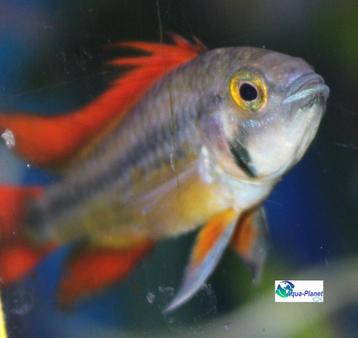 Apistogramma cacatuoides "Orange" beschikbaar voor biedingen