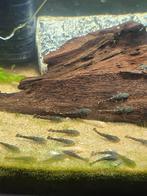 Baby borstelneus algeneter, Dieren en Toebehoren, Ophalen, Zo goed als nieuw, Gevuld zoetwateraquarium