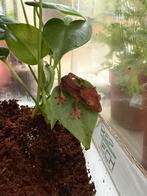 Jonge wimpergekko incl. Terrarium, Dieren en Toebehoren, Hagedis, Met terrarium, 0 tot 2 jaar