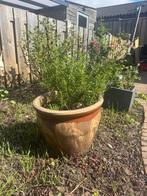 rosemary in pot, Ophalen, Volle zon, Tweejarig, Kruiden