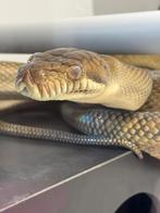 1.1 Simalia amethistina reduced pattern (merauke), Dieren en Toebehoren, Reptielen en Amfibieën, Slang, 7 tot 10 jaar