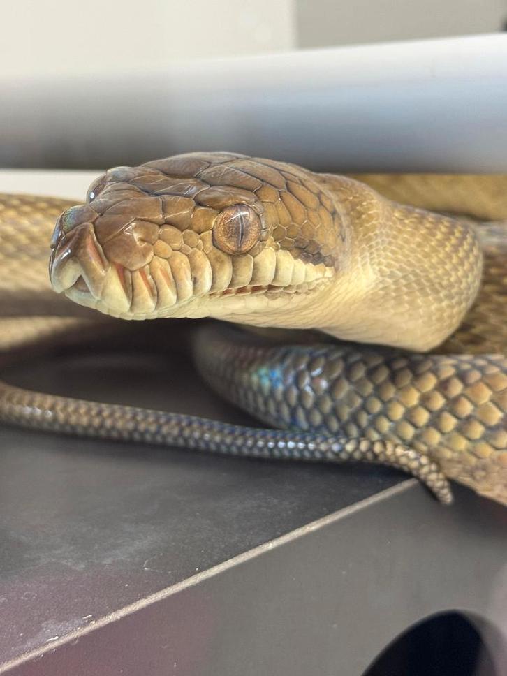 1.1 Simalia amethistina reduced pattern (merauke), Dieren en Toebehoren, Reptielen en Amfibieën, Slang, 7 tot 10 jaar