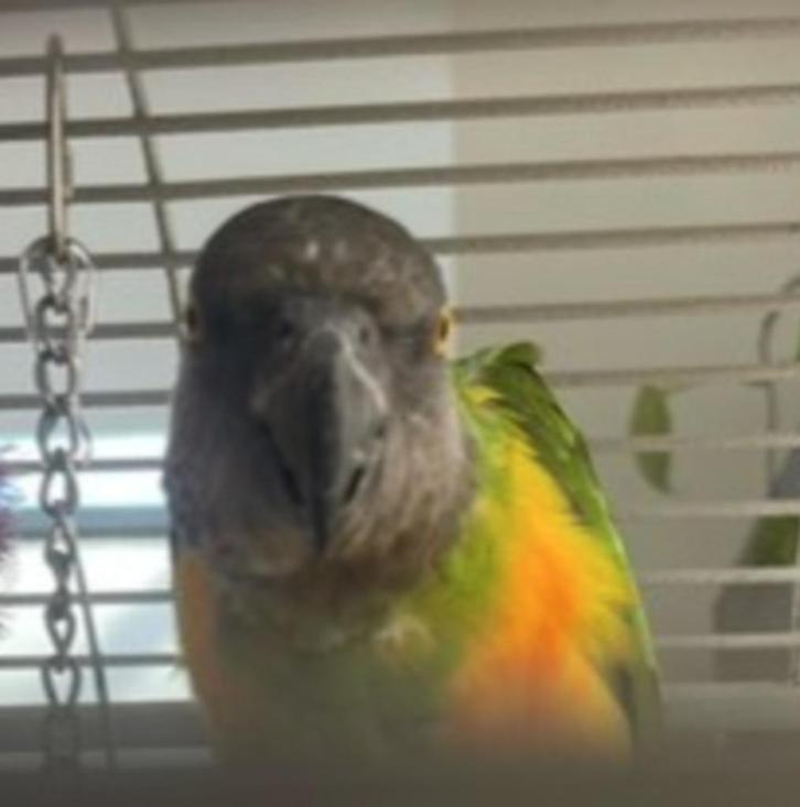 Lieve Bonte Boer man +  gratis binnenvoliere, Dieren en Toebehoren, Vogels | Parkieten en Papegaaien, Parkiet, Mannelijk, Tam