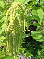 Amaranthus Green Cascade, Ophalen of Verzenden, Voorjaar, Volle zon, Zaad