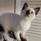 Britsekorthaar x ragdoll kitten, Dieren en Toebehoren, Katten en Kittens | Raskatten | Korthaar, Meerdere dieren