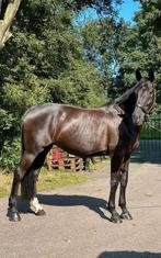 Fokmerrie sorento x gribraldi, Dieren en Toebehoren, Paarden, Merrie, 175 cm of meer, Dressuurpaard, 11 jaar of ouder