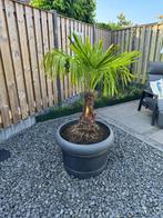 Prachtig onderhouden palmboom, Tuin en Terras, Planten | Bomen, Bloeit niet, 100 tot 250 cm, Palmboom, Ophalen