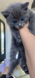 Blauwe Rus, Dieren en Toebehoren, Kater