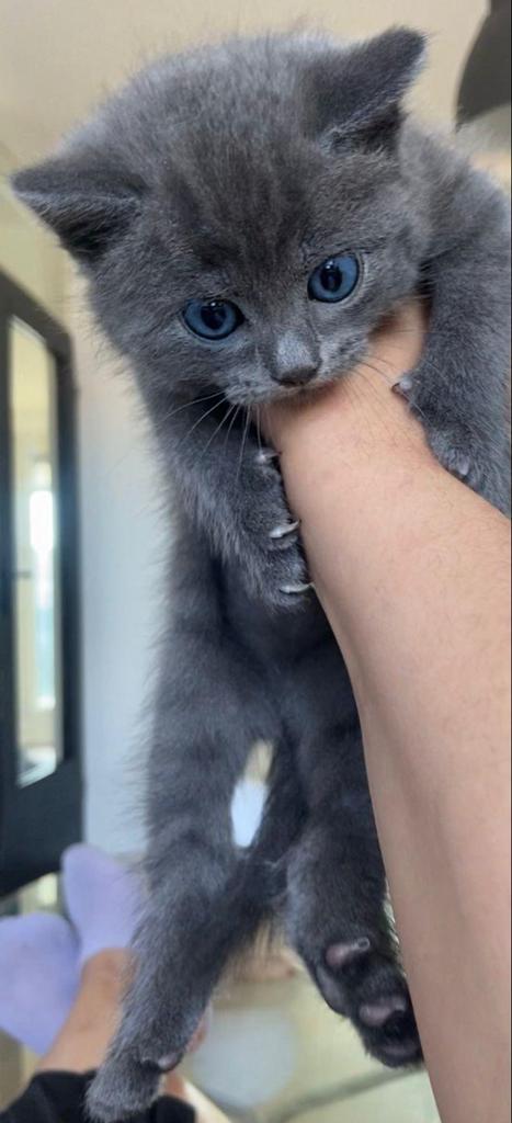 Blauwe Rus, Dieren en Toebehoren, Katten en Kittens | Overige Katten, Kater