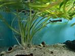 Zwarte Arowana, Osteoglossum Ferreirai, Vis, Zoetwatervis
