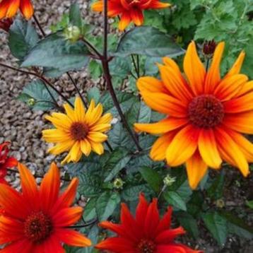 Zaden Heliopsis helianthoides Bleeding Hearts beschikbaar voor biedingen
