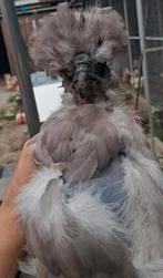 Usa zijdehoen gladveer showgirl Haan, Dieren en Toebehoren, Pluimvee, Mannelijk, Kip