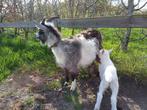 Landgeit met jong bokje, Dieren en Toebehoren, Schapen, Geiten en Varkens, Vrouwelijk, 0 tot 2 jaar, Geit