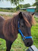 Jaarling shetlander merrie, Dieren en Toebehoren, Pony's, 0 tot 2 jaar, A pony (tot 1.17m), Onbeleerd, Recreatiepony