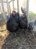 Twee Australob kippen, Dieren en Toebehoren, Vrouwelijk, Kip