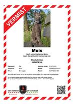 Vermist grijze poes Muis, Dieren en Toebehoren