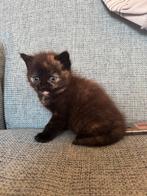 Perzische kitten, Dieren en Toebehoren, Poes