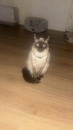 Met SPOED Siamese kat 8 maanden oud, Dieren en Toebehoren, Kater