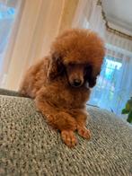 mooie roodkleurige poedels, Dieren en Toebehoren, Poedel, Particulier, 8 tot 15 weken, Buitenland