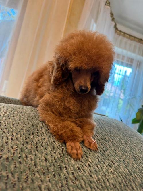 mooie roodkleurige poedels, Dieren en Toebehoren, Honden | Chihuahua's en Gezelschapshonden, Meerdere dieren, Poedel, Particulier