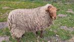 Solognote (dek)ram te koop, alleen met UBN, niet voor slacht, Dieren en Toebehoren, Schapen, Geiten en Varkens, Mannelijk, Schaap