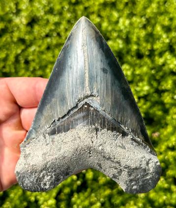 Megalodon tand 14 cm Sukabumi Indonesië. beschikbaar voor biedingen