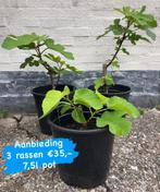 3 vijgen rassen voor €35,-, Ophalen, Vijgenboom