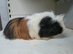 Coronet cavia beer, Mannelijk, Tam, Maart, Cavia