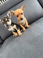 Mini Chihuahua pups, Dieren en Toebehoren, Honden | Chihuahua's en Gezelschapshonden, Overige rassen, Meerdere dieren, Eén hond