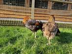 Gekleurde eieren | Araucana kippen | Passend advies, Vrouwelijk, Kip