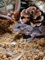 Afrikaanse vetstaart gekko., Hagedis, Tam, 0 tot 2 jaar