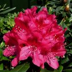 rhododendron nova zembla / rood / 60 cm / aanbieding, Ophalen, Rhododendron, Struik, Minder dan 100 cm