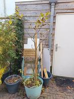 Elstar appelboom in pot , (malus domestica), Overige soorten, Lente, Ophalen, Volle zon