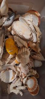 Mooie verzameling schelpen, Ophalen of Verzenden, Gebruikt