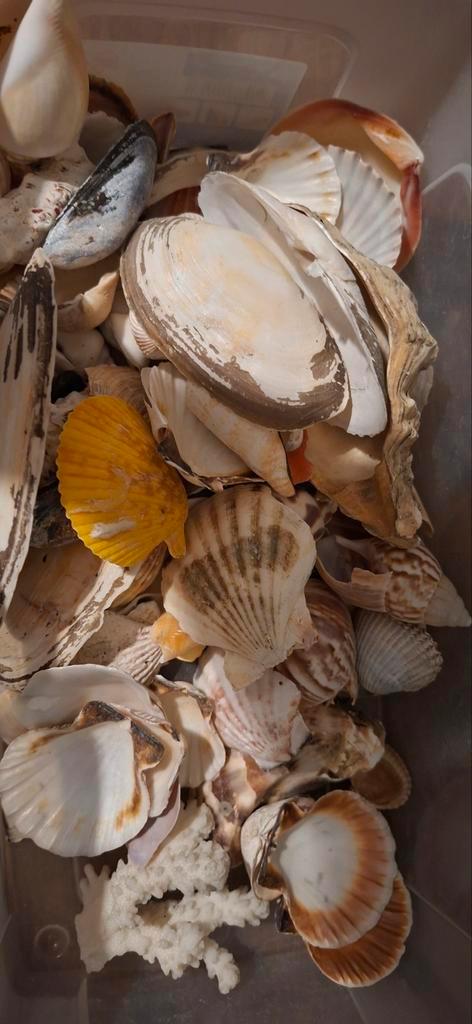 Mooie verzameling schelpen, Verzamelen, Overige Verzamelen, Gebruikt, Ophalen of Verzenden