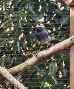 Zwarte roodstaart man, Mannelijk, Geringd