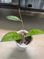 Hoya callistophylla (black cat) 🖤🐈‍⬛, Ophalen of Verzenden, Overige soorten, Minder dan 100 cm