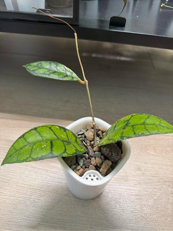 Hoya callistophylla (black cat) 🖤🐈‍⬛ beschikbaar voor biedingen