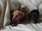 Schattige dwergteckel x keeshondje pups, puppies, Dieren en Toebehoren, Honden | Teckels en Dashonden, CDV (hondenziekte), 8 tot 15 weken