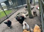 Twee Brahma hanen voorjaar 2025, Dieren en Toebehoren, Pluimvee, Mannelijk, Kip