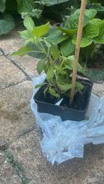Holy basil/Tulsi plant for sale, Ophalen of Verzenden, Overige soorten, Minder dan 100 cm