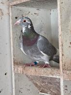 Te koop kleur postduif duivin, Dieren en Toebehoren, Vogels | Duiven, Vrouwelijk, Postduif