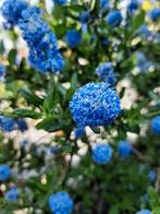 Tuin Planten en bomen gezocht voor aanleg grote tuin, Ophalen of Verzenden